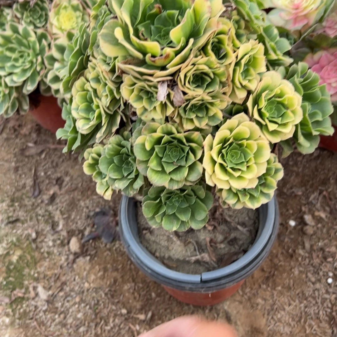 161七彩琉璃多肉植物
