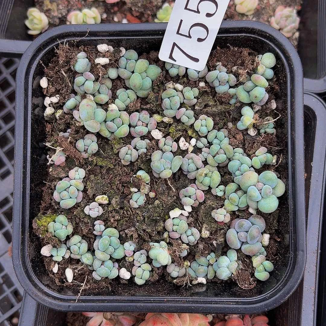 多肉植物多肉植物755
