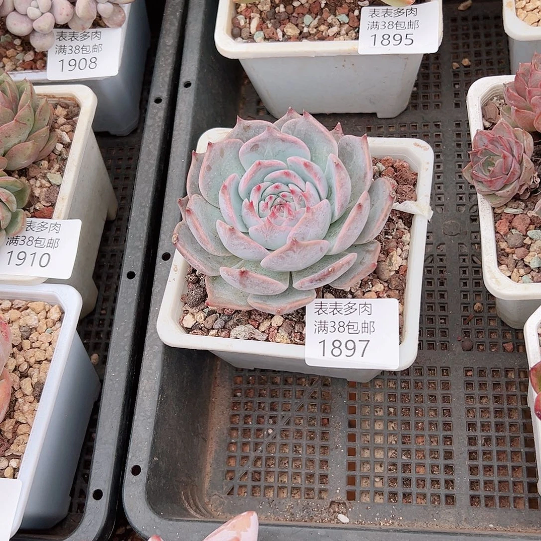 熊***猫多肉一物一拍植物1897