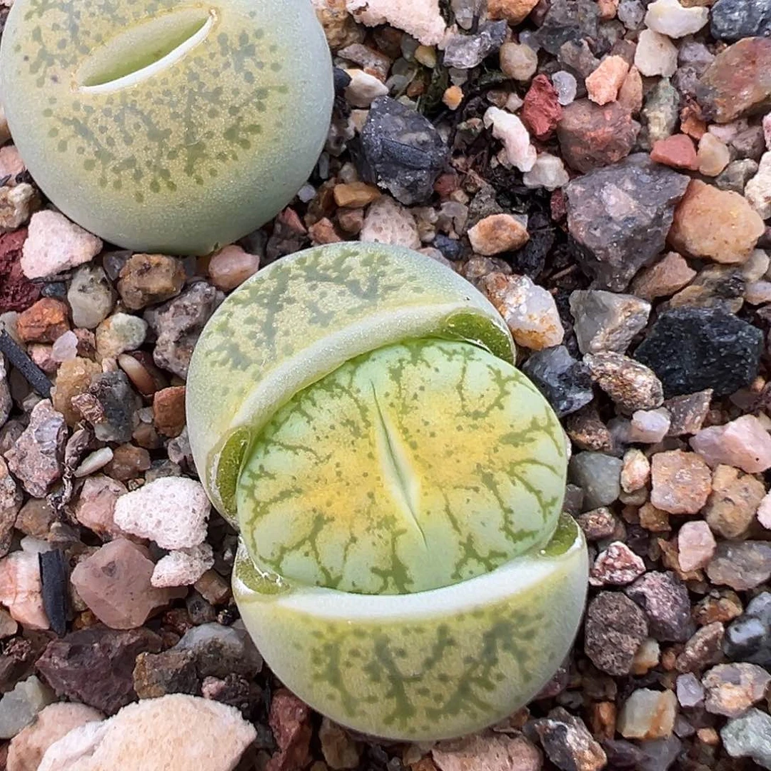 1315几何荧光绿一步之遥