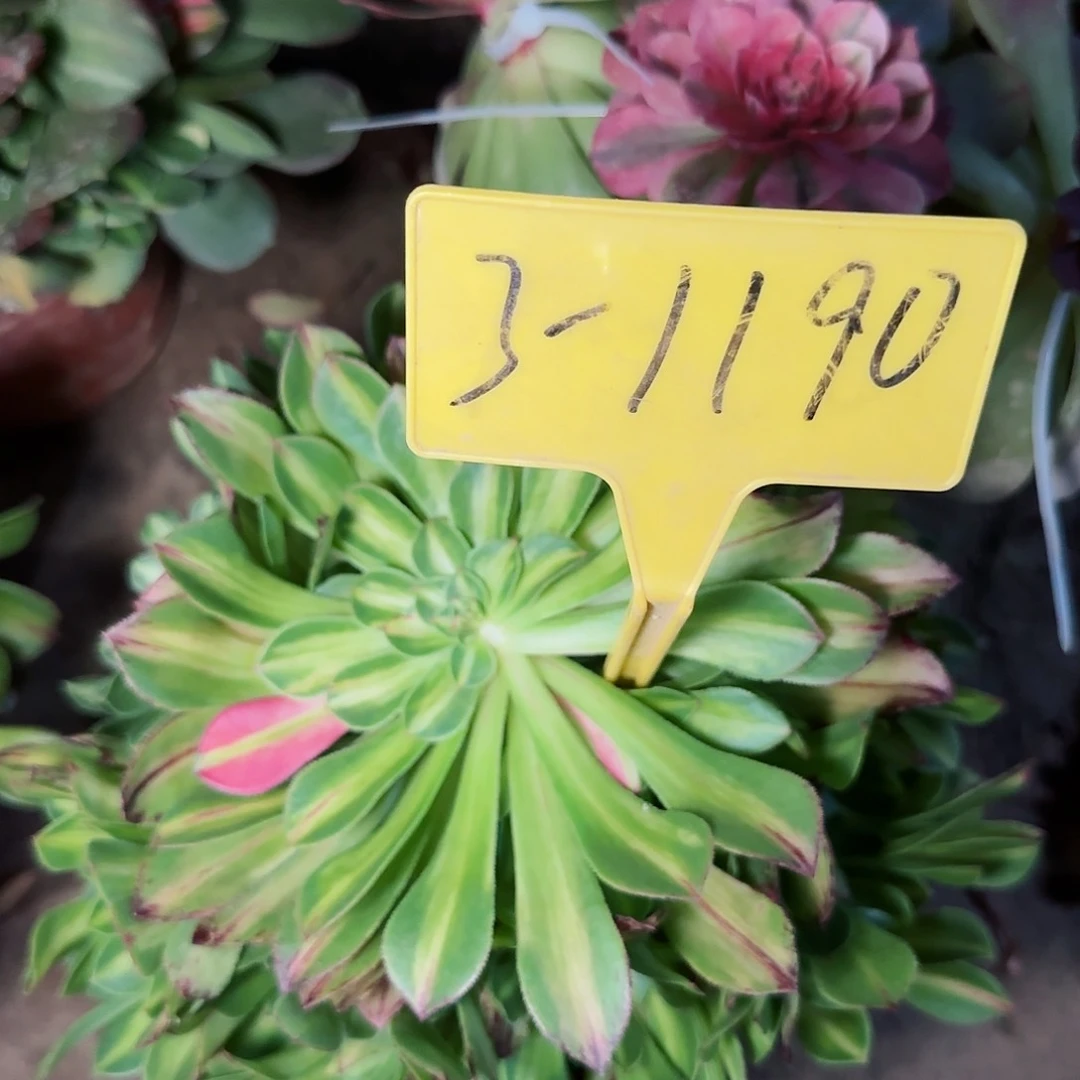 用****33-1190---多头多肉植物