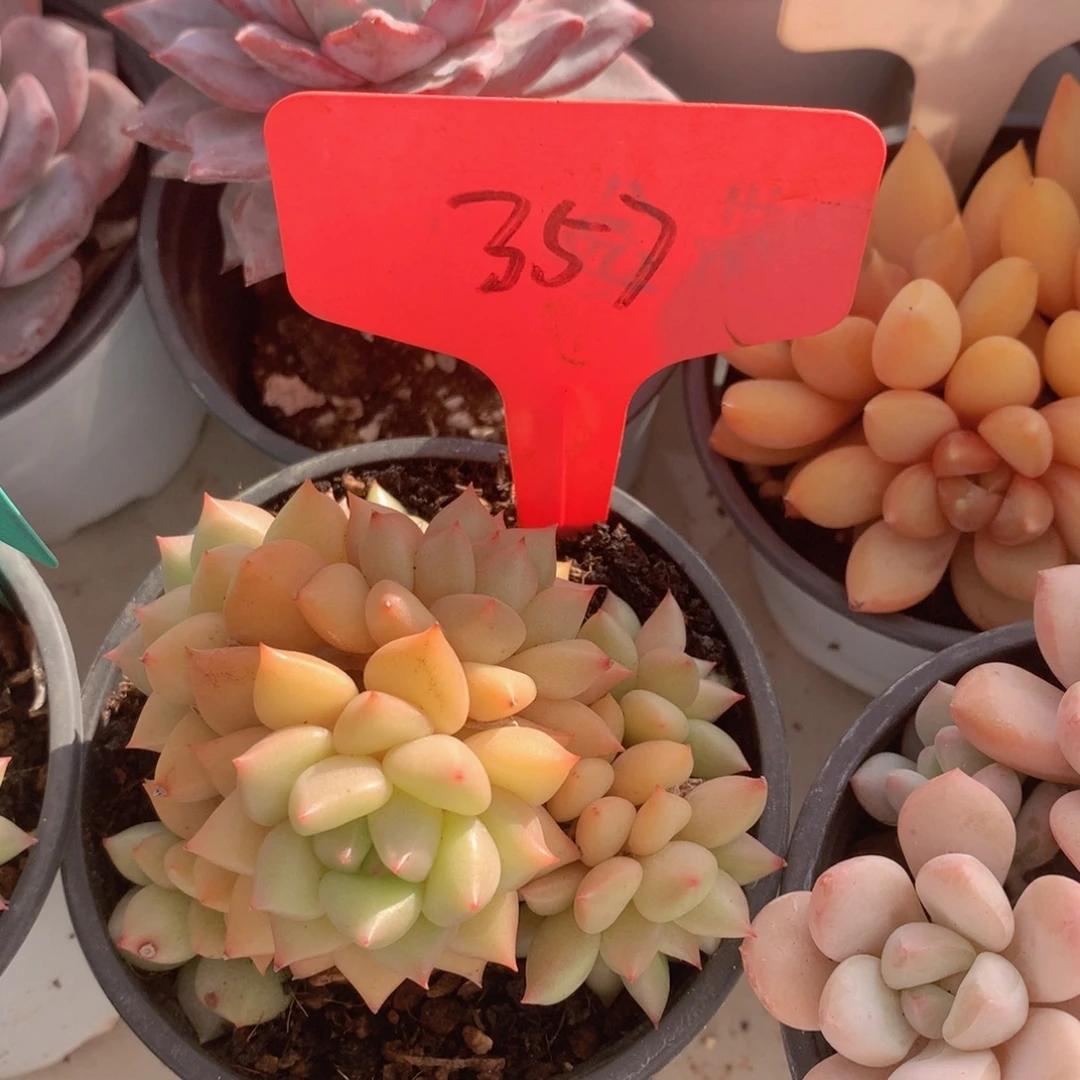 黄金象牙多日子黑五626272727