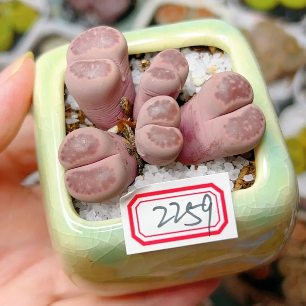 2259，生石花紫李群生