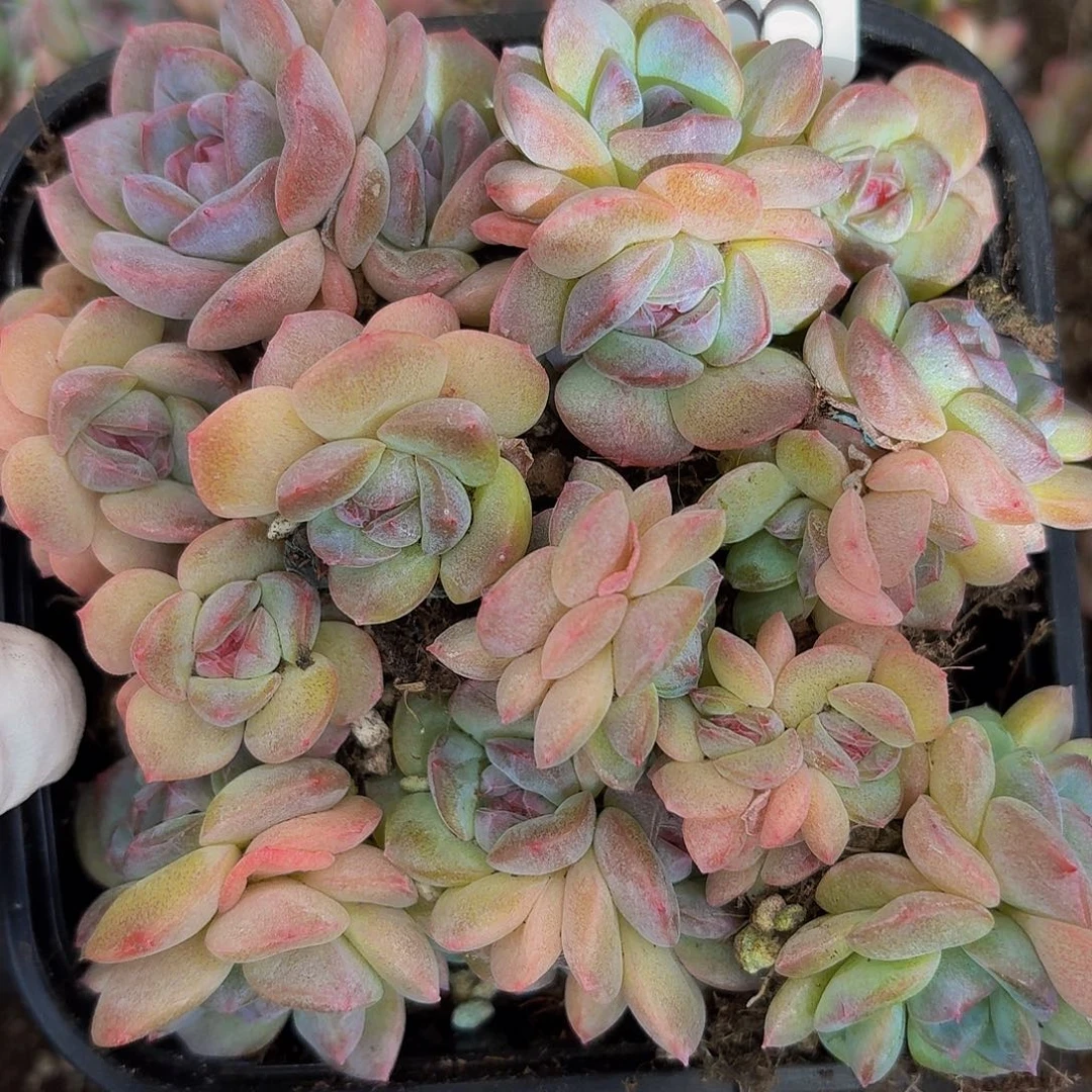 闻***?多肉植物多肉植物33