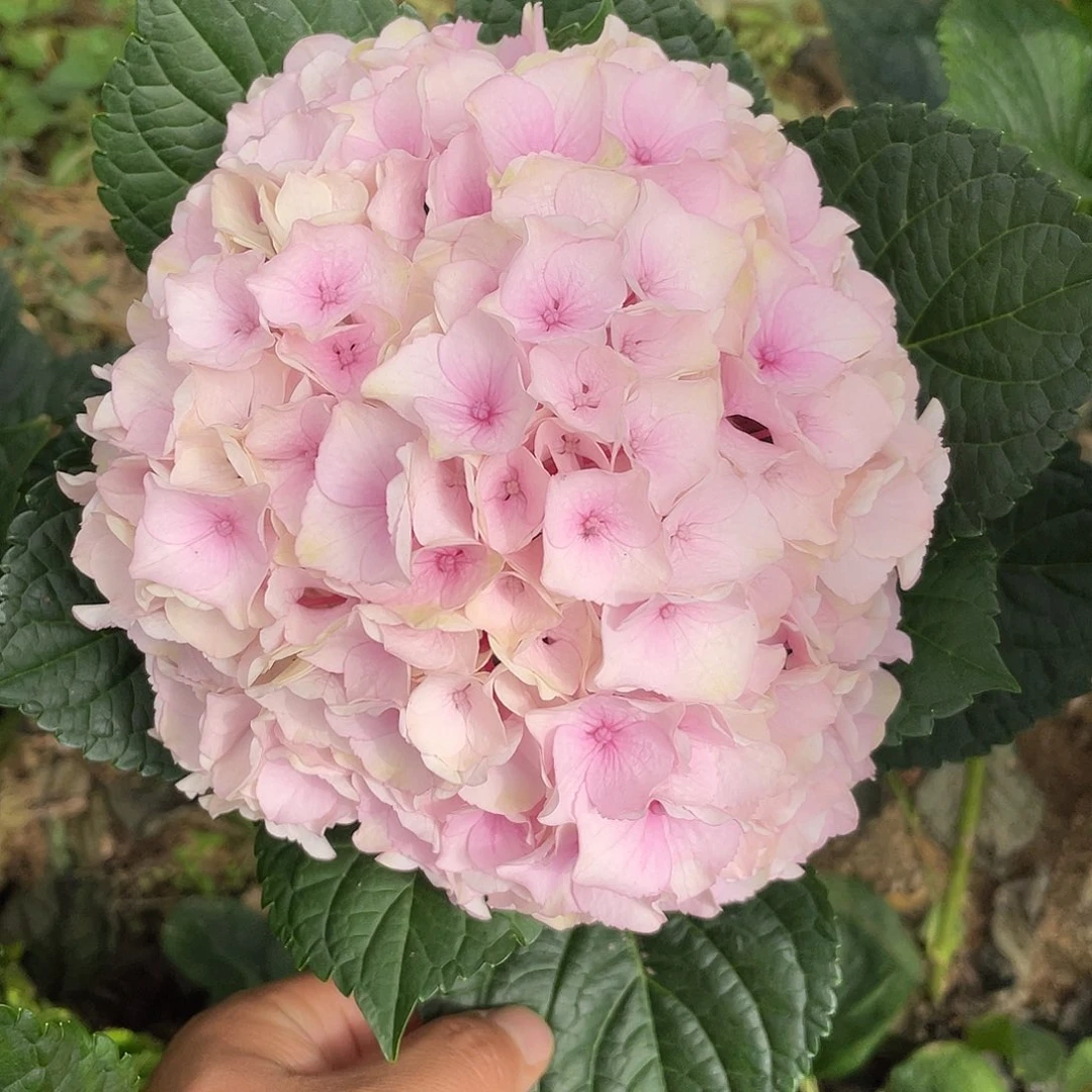 绣球切花一物一拍3枝起包邮,19