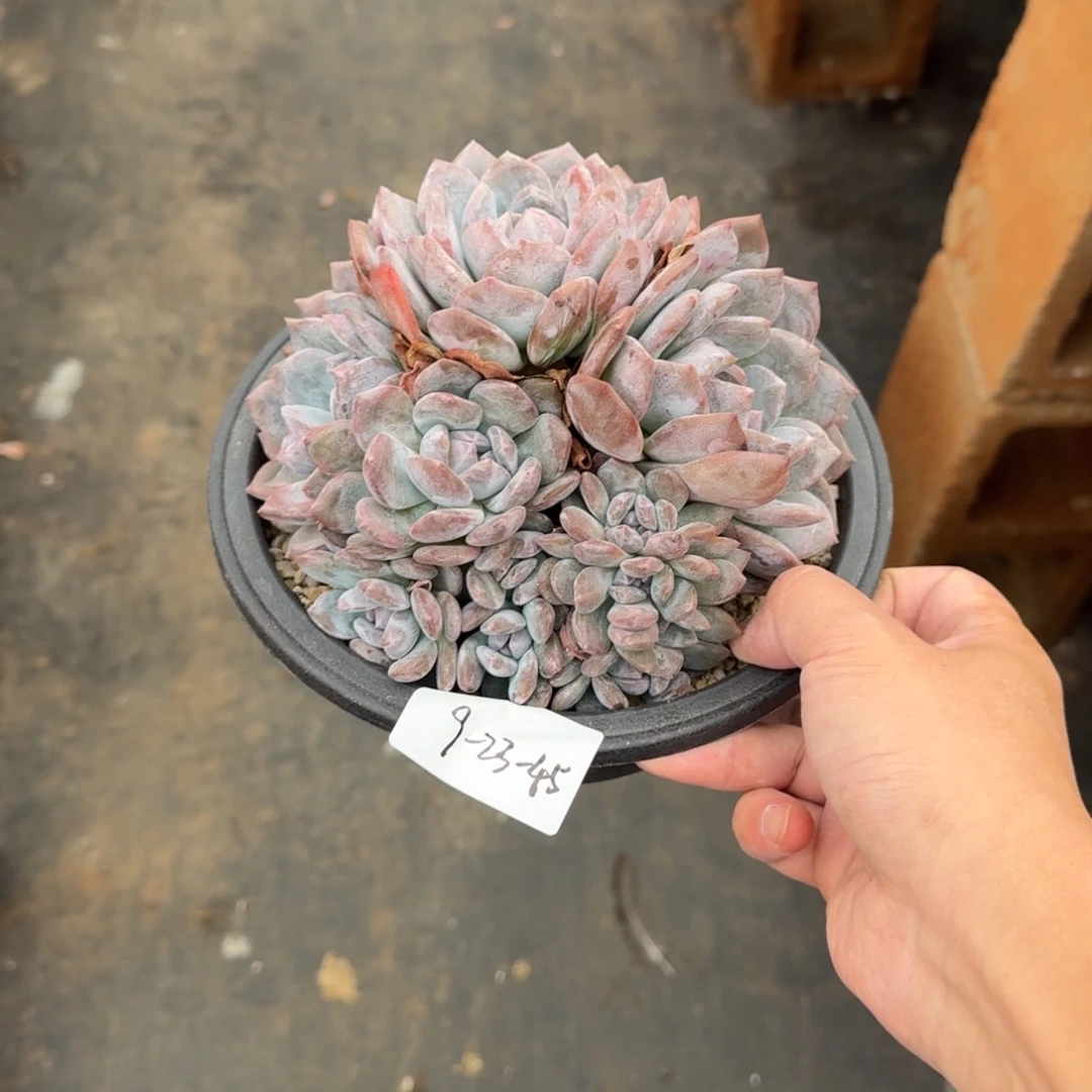 **** 9-23-45静好多肉园艺