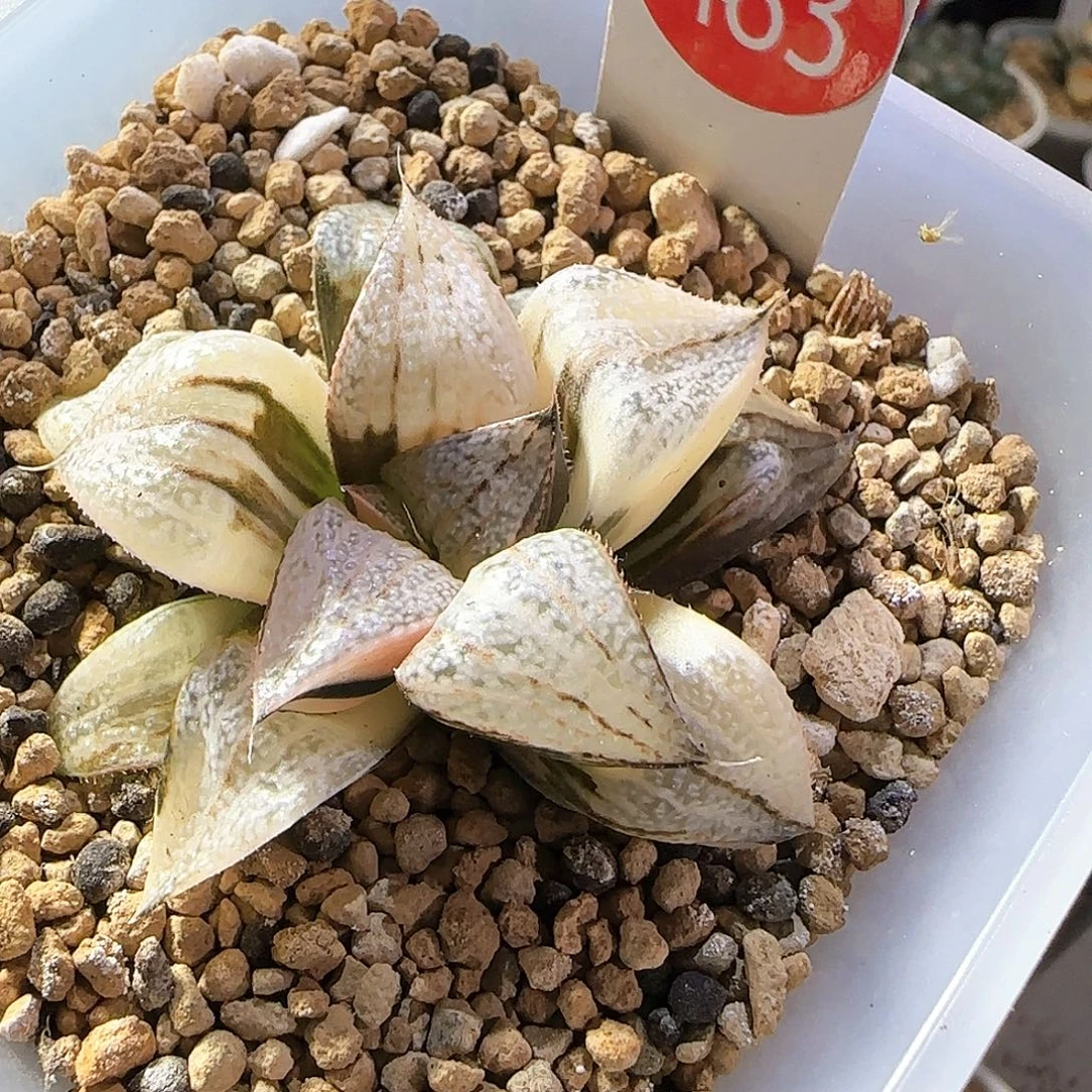 483号丸叶青蟹锦一物一拍带盆土