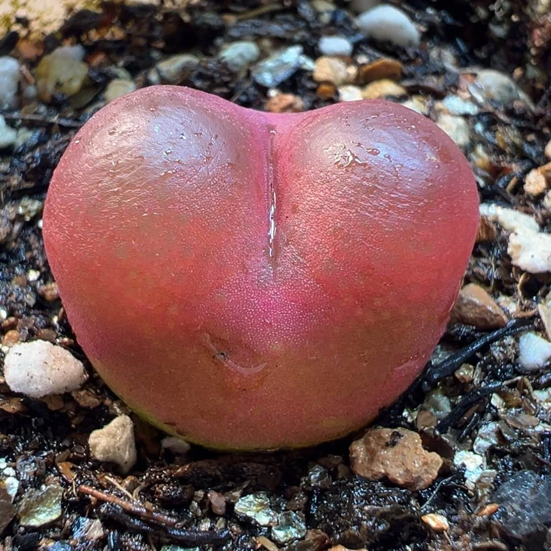 021多肉植物种类多样