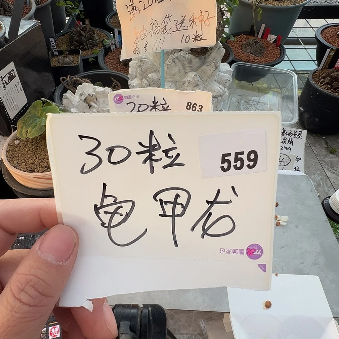 多肉植物专拍植物不退换 一物一拍 559