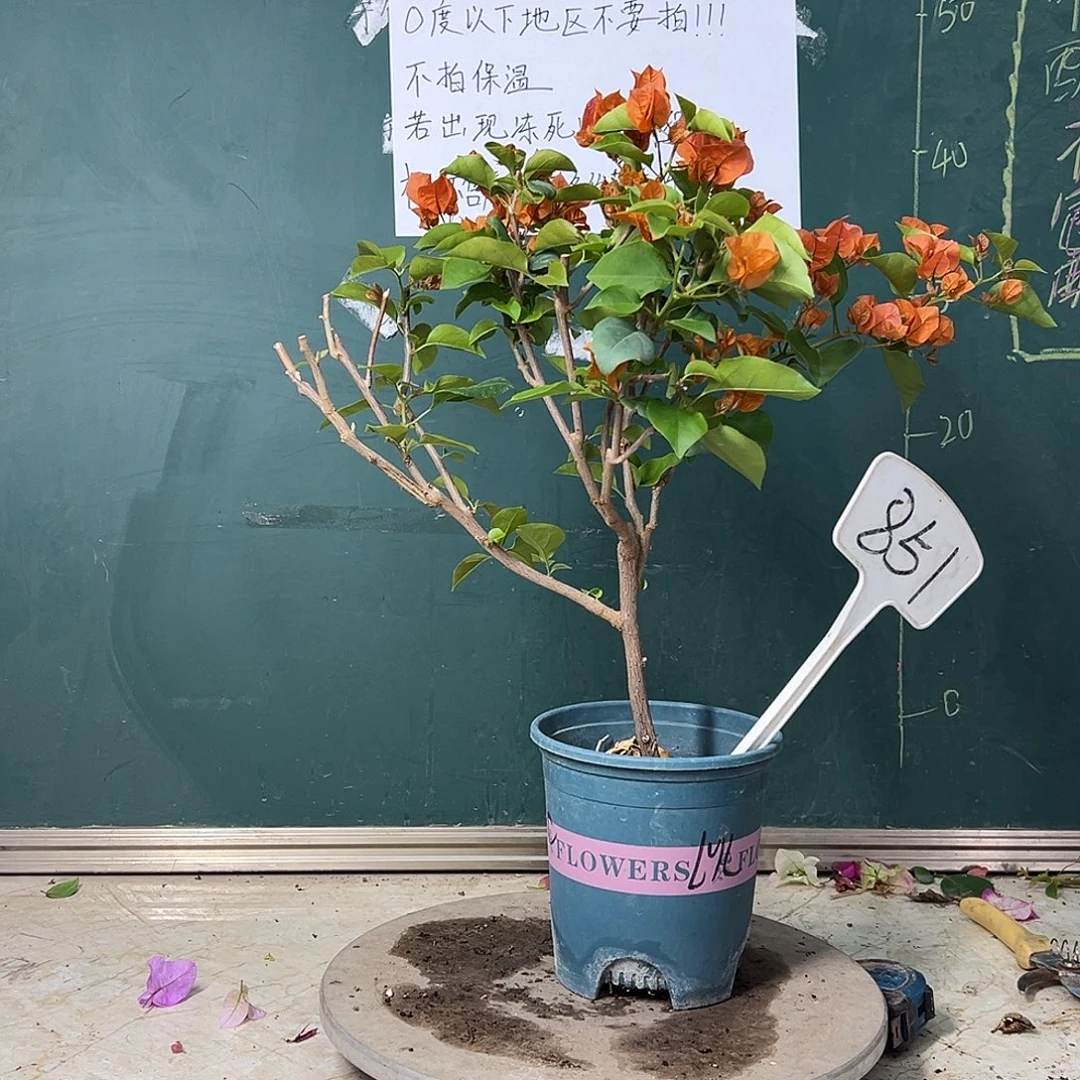 全部花苞  绿叶橙  851