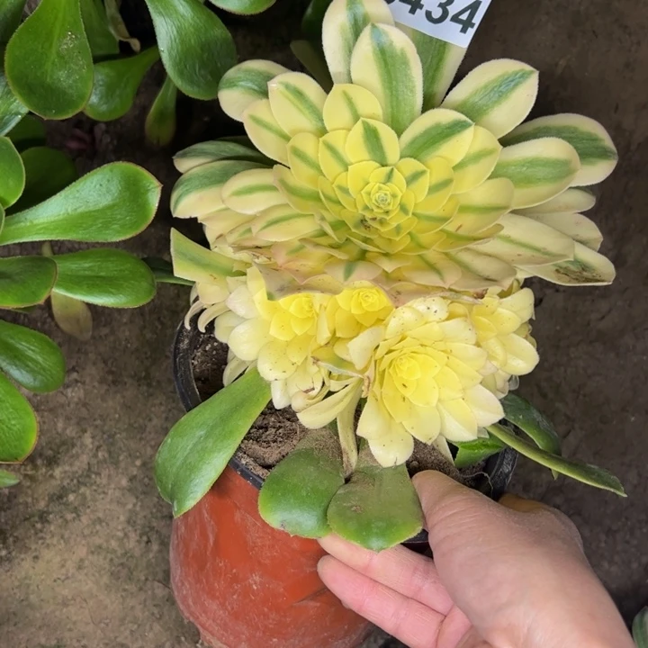 6434雪莲多肉植物