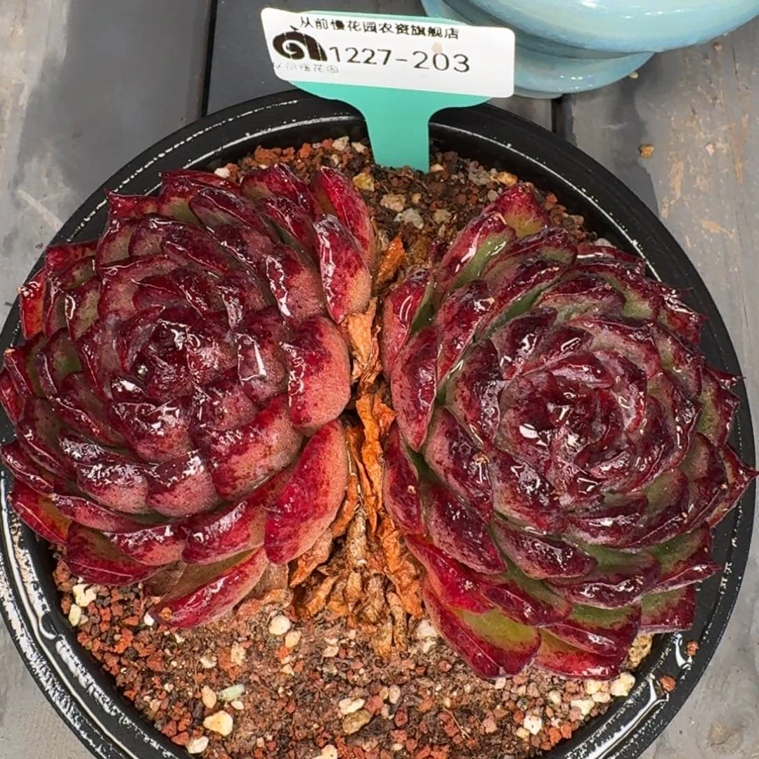 从前慢花园多肉编号1227-203