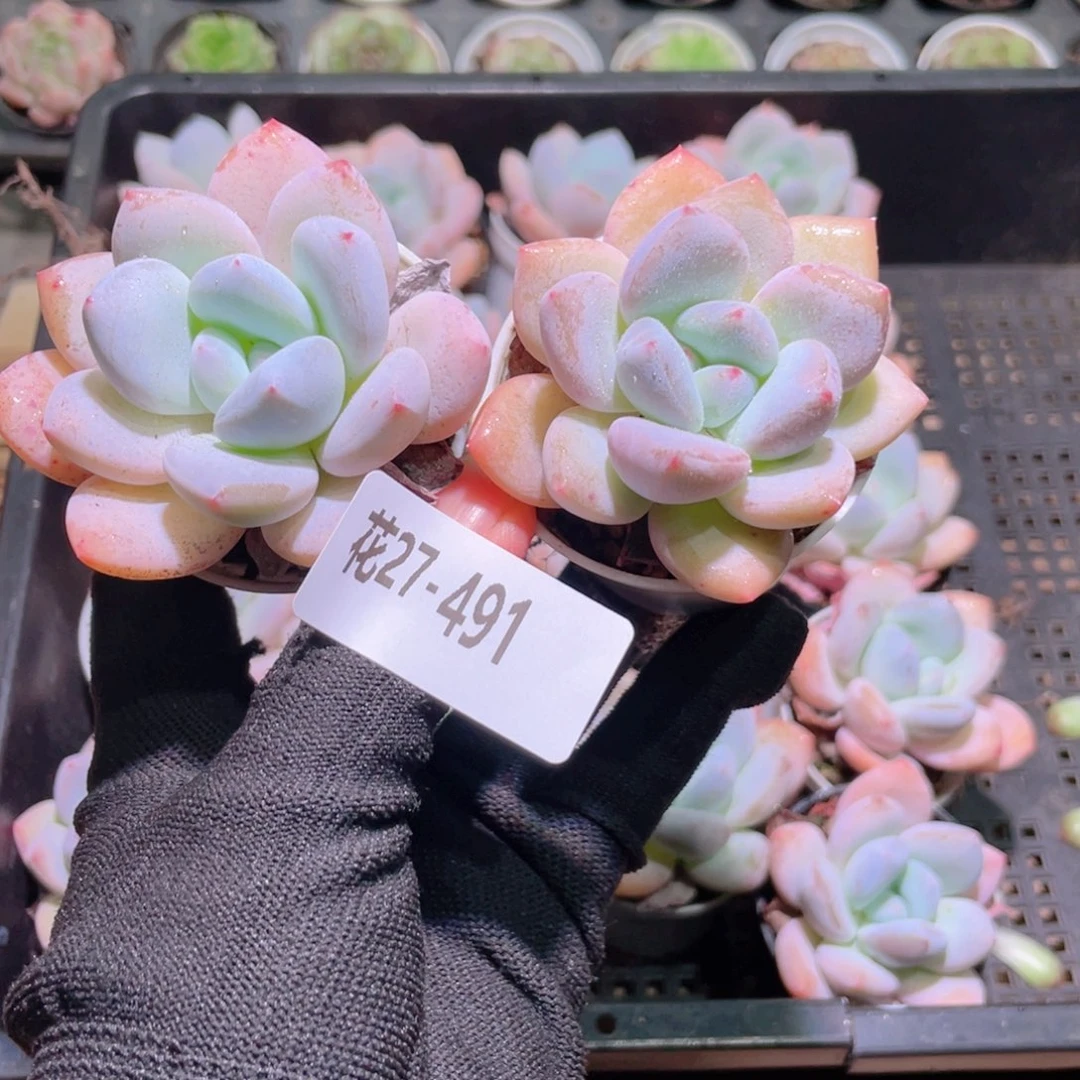 凯****花利美27-491新品2颗