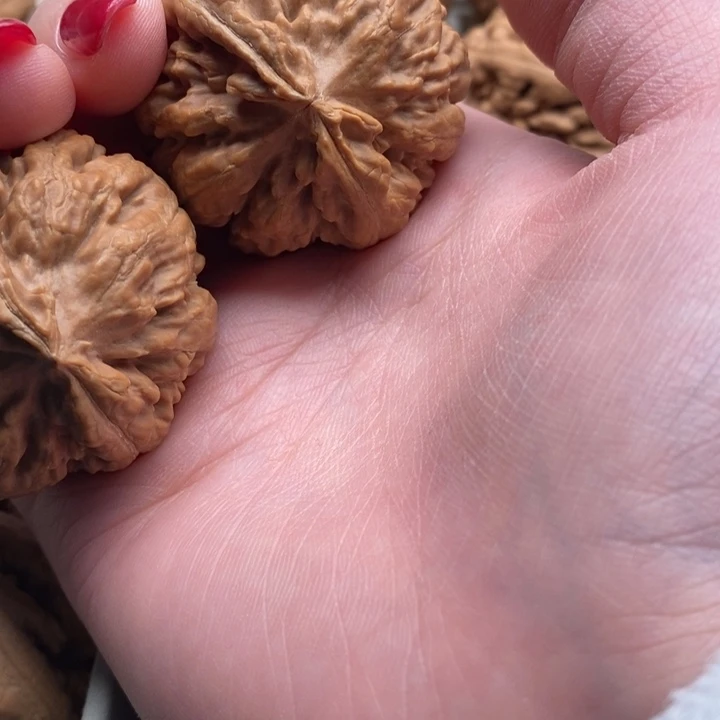 逸***宏霸王龙全品无修一刀没动