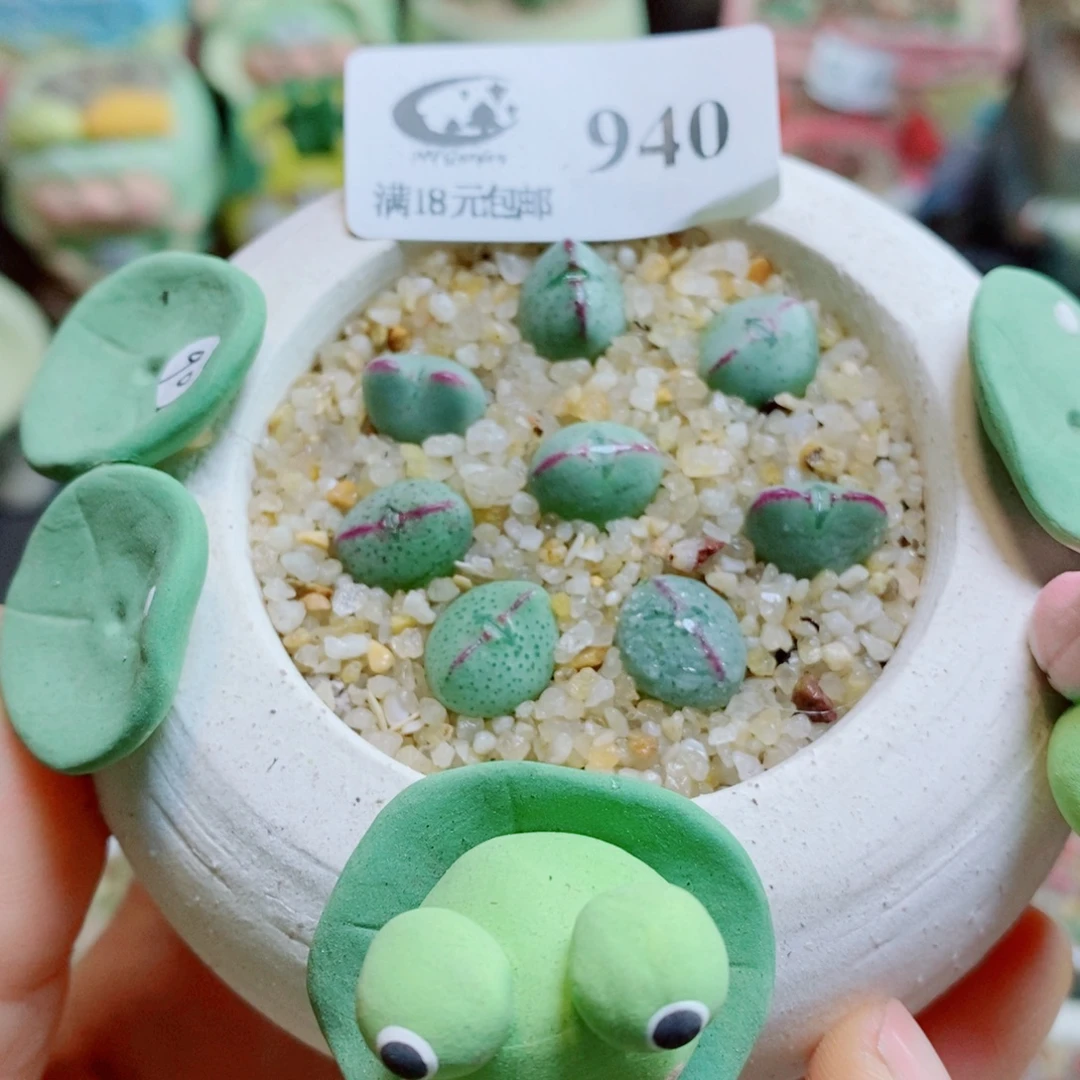 生石花花花哈哈哈哈哈哈940