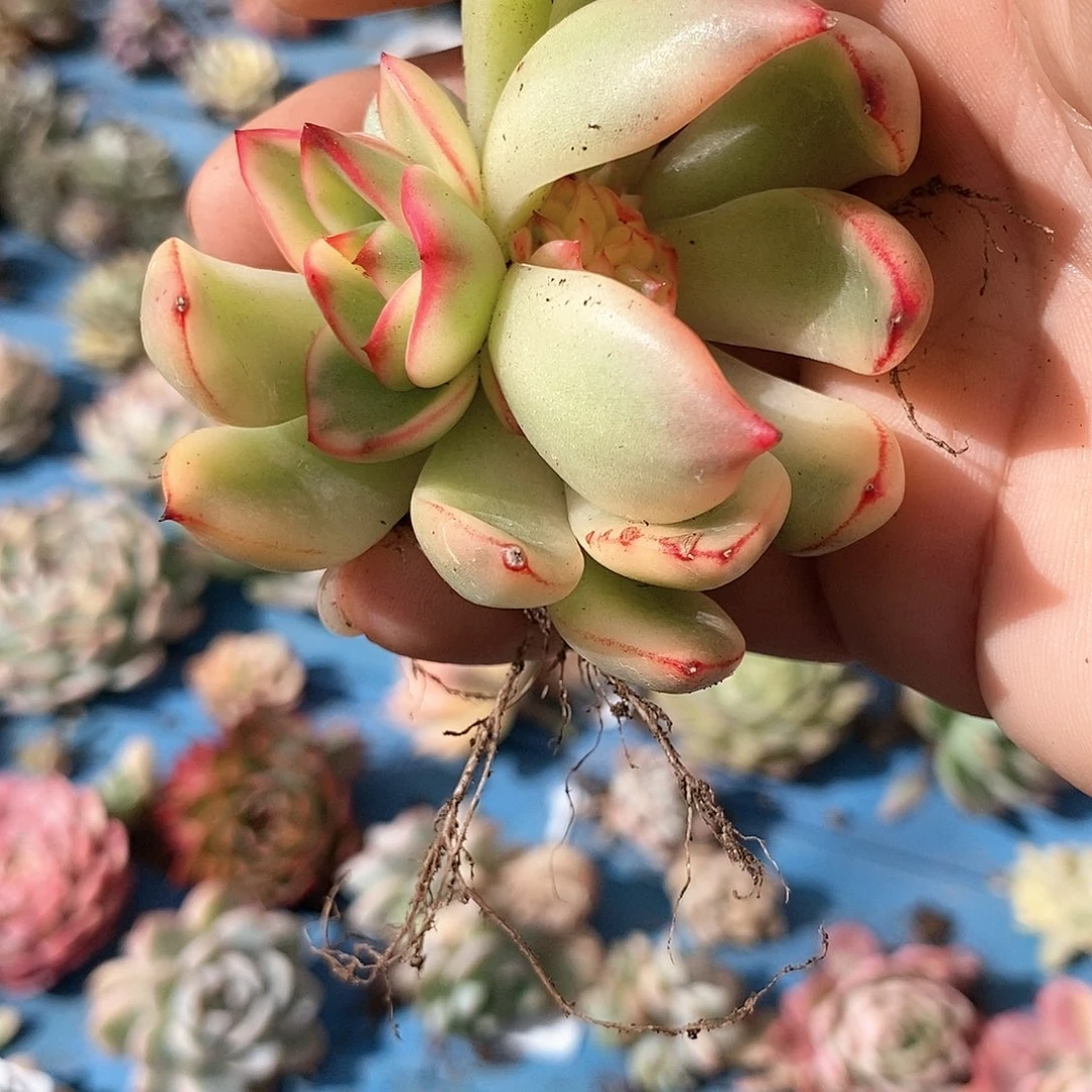 468汉娜炸多肉植物哇啦塞