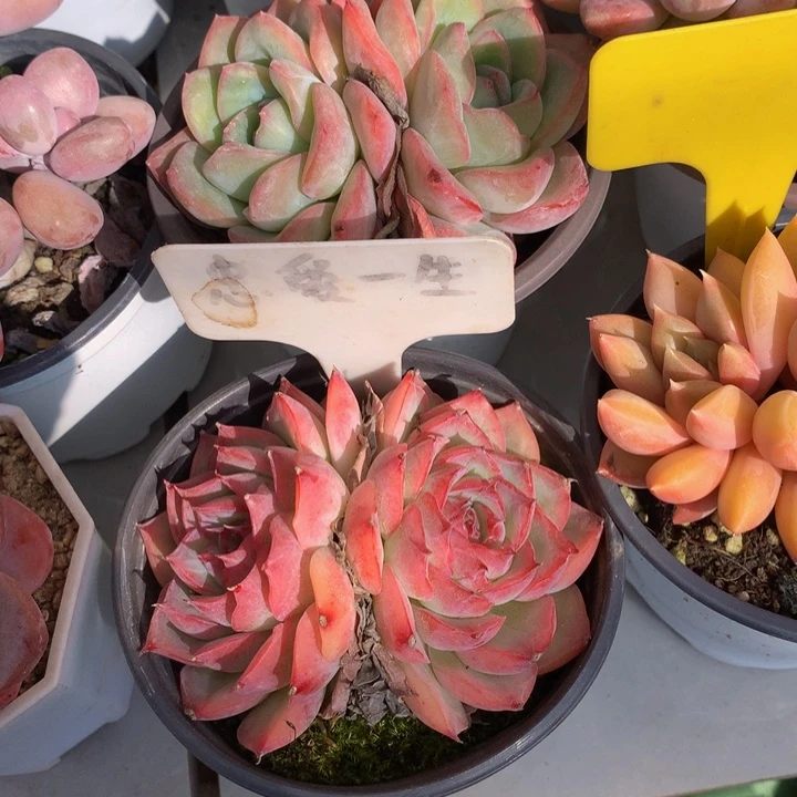 多日子合集6262737373