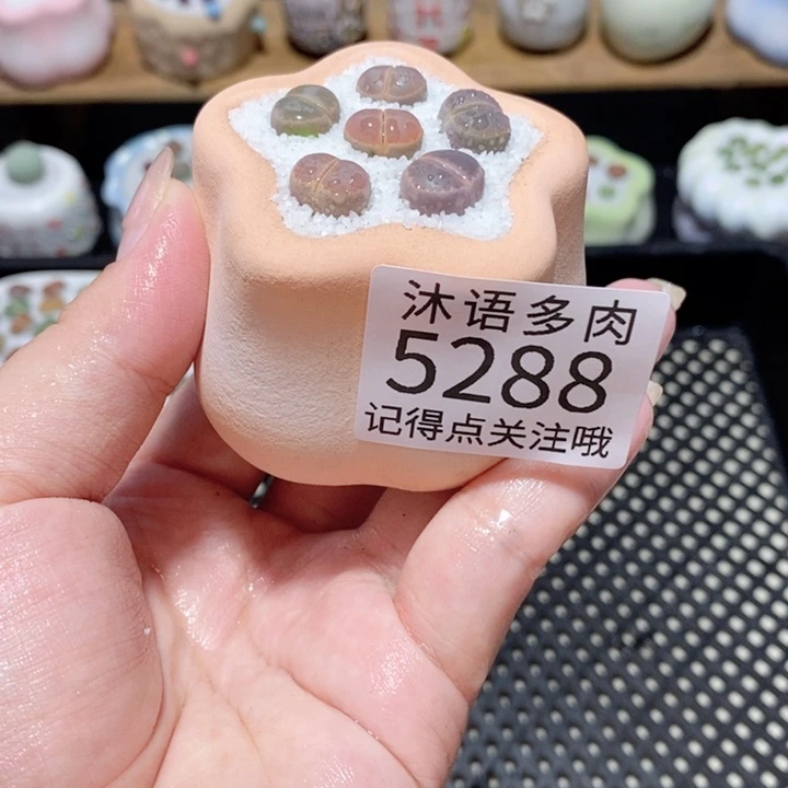 带盆土植物 一物一拍5288