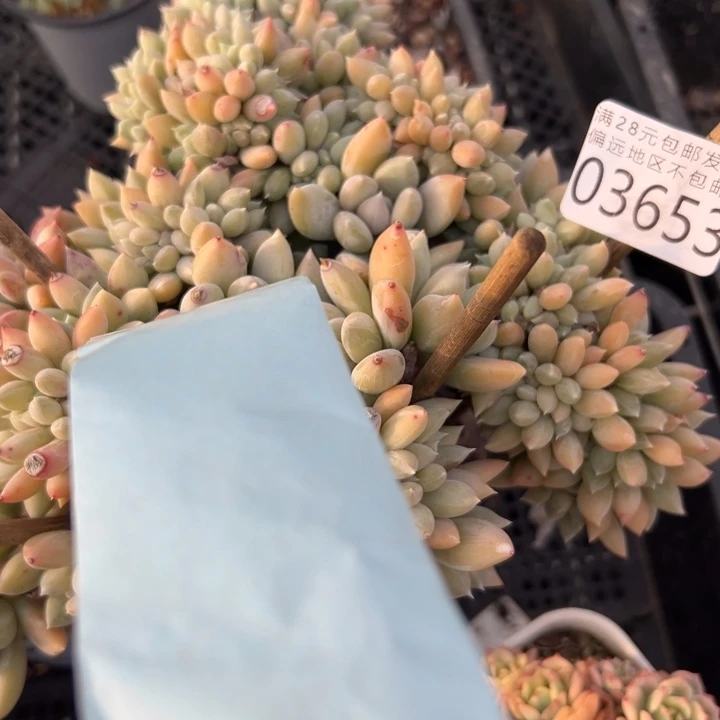 幸运儿的一个小秘密就是你幸运