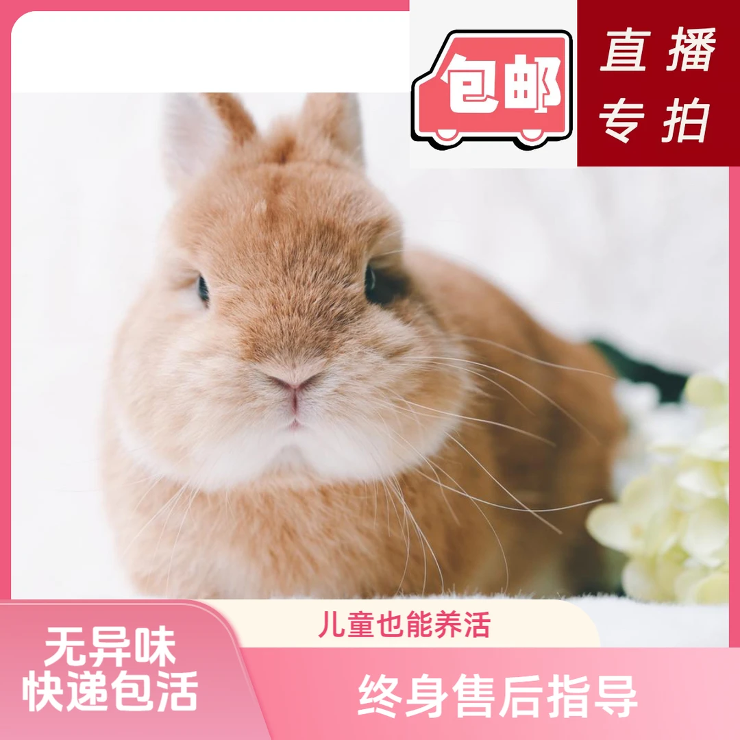 超萌好物兔子宠物兔侏儒兔垂耳兔兔子活体小型凤眼海棠迷你茶杯兔