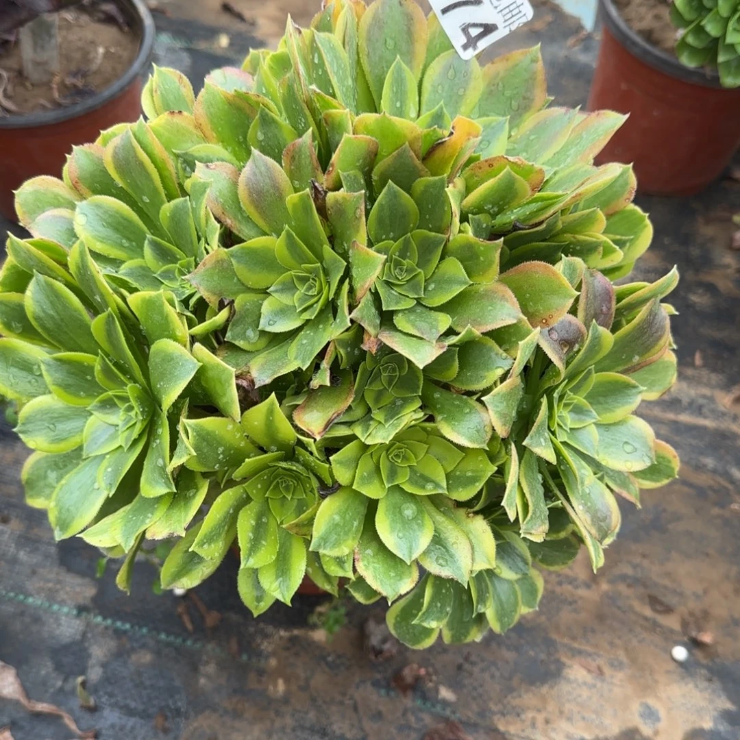 青檬674满20包邮断枝不包