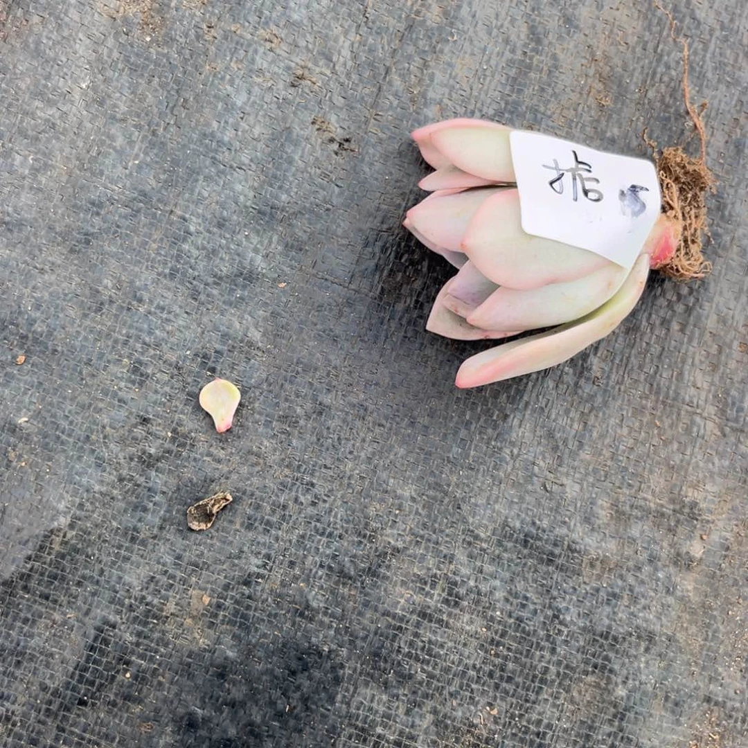 掂奥普锦多肉植物