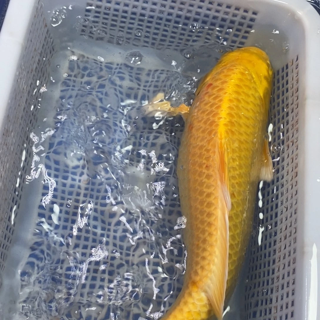 锦鲤冷水锦鲤包邮