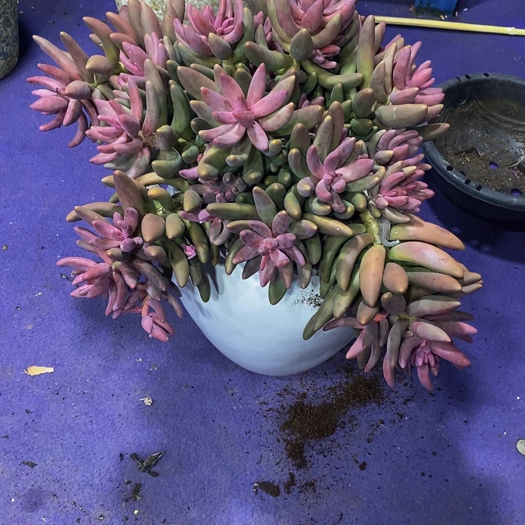 红手指多肉植物多肉