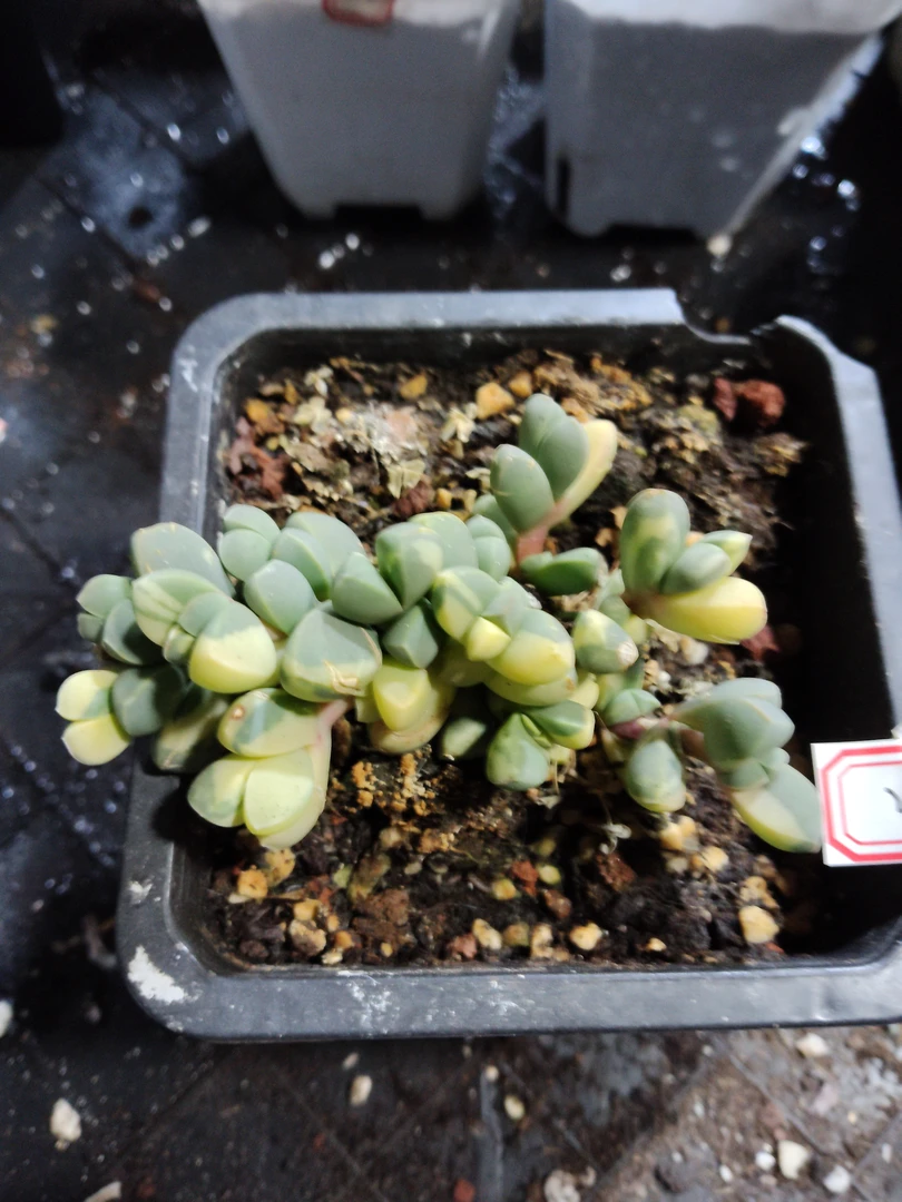 非偏远18包邮  一物一拍  10厘米盆 A205鹿角锦