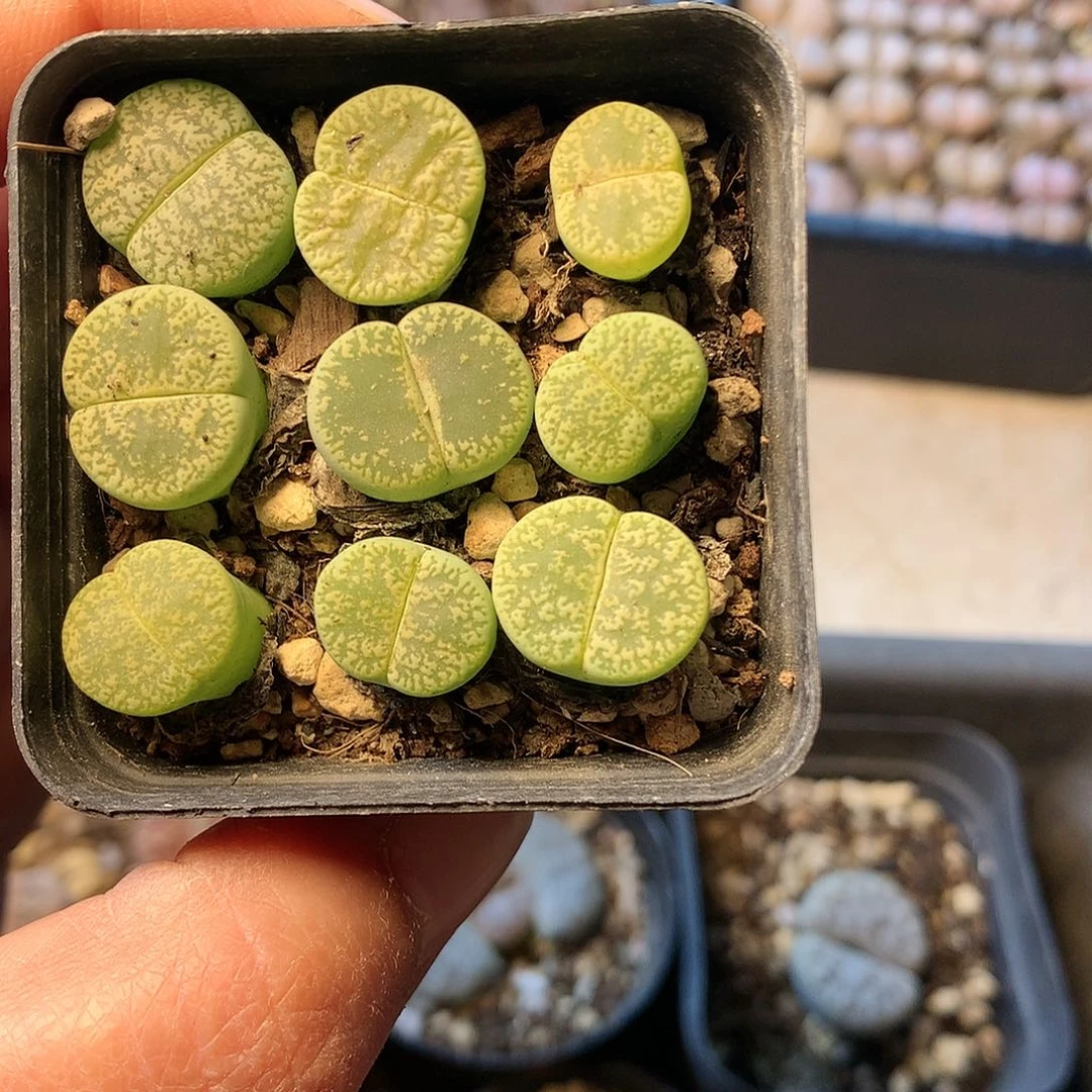 D348多肉植物保护