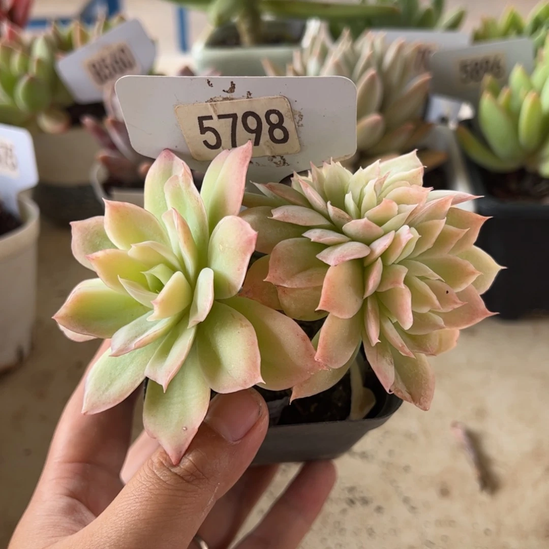 【闪购商品】吉安娜。5798。1111111
