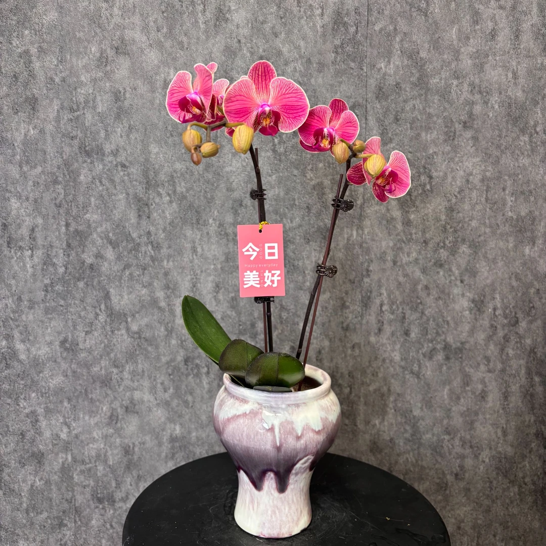 【钜宝橘子-蝴蝶兰】珍贵品种 好养花期长 送礼装饰 室内观赏花