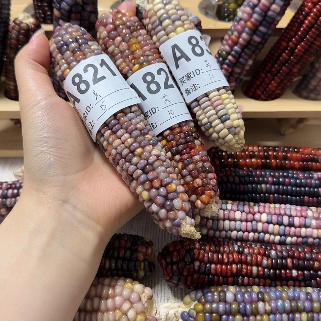 藤类文玩玉米毛料