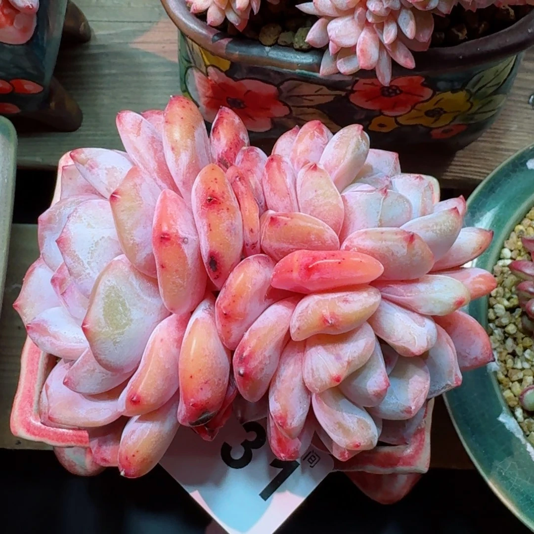 雪之魄母本      愿你一路坦途，乘风破浪展宏图