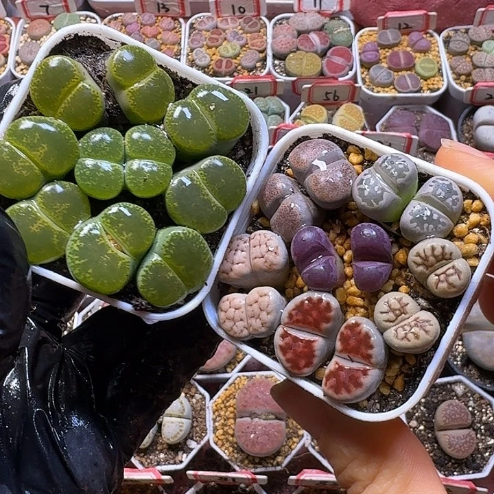 生石花3:：：：。  385号