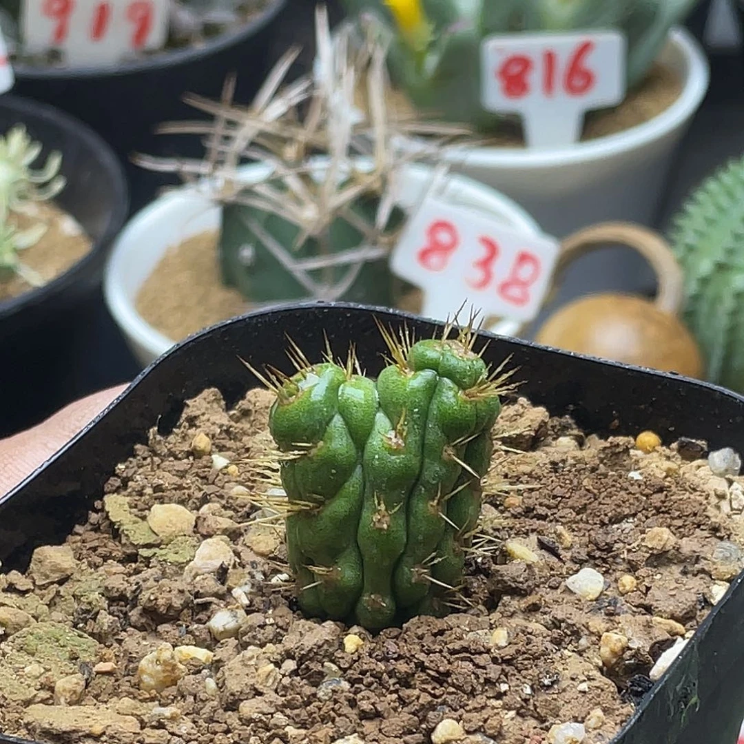 双头螺旋绿竹 脱土包邮