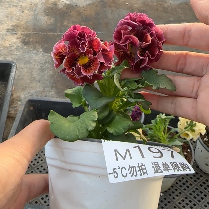 海***境无花朵M197角堇小苗一物一拍默认苗晃