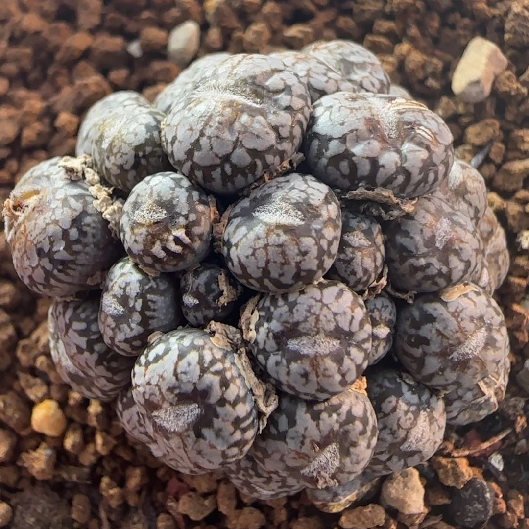 1.27多肉康菩提大群92号