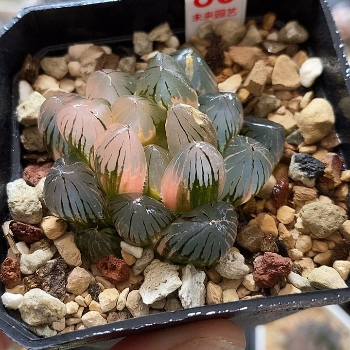 80龙爪玉露锦一物一拍