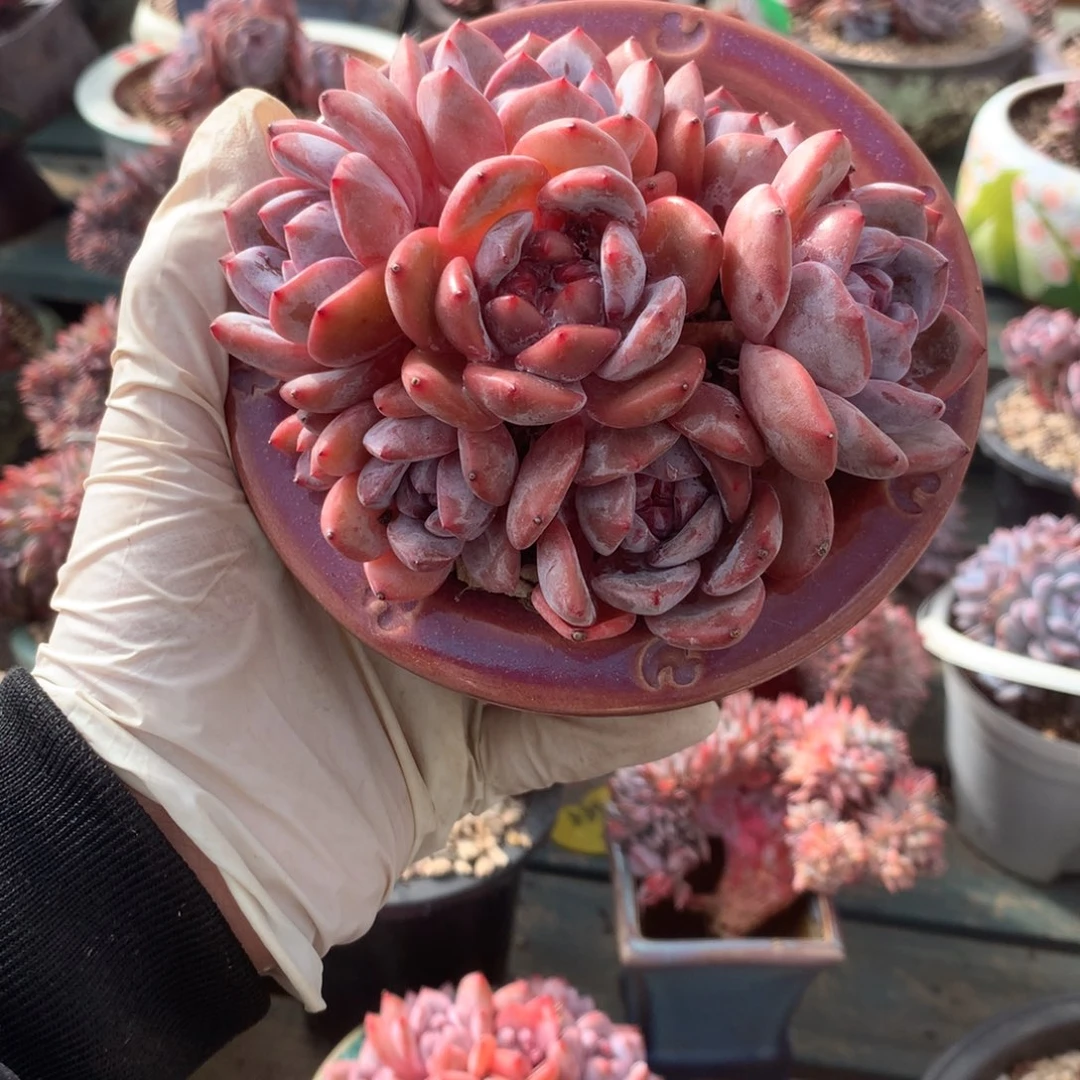 无花朵哈哈哈哈哈哈哈哈10