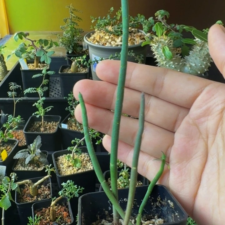 实生四颗南非不知名大戟带盆土包邮