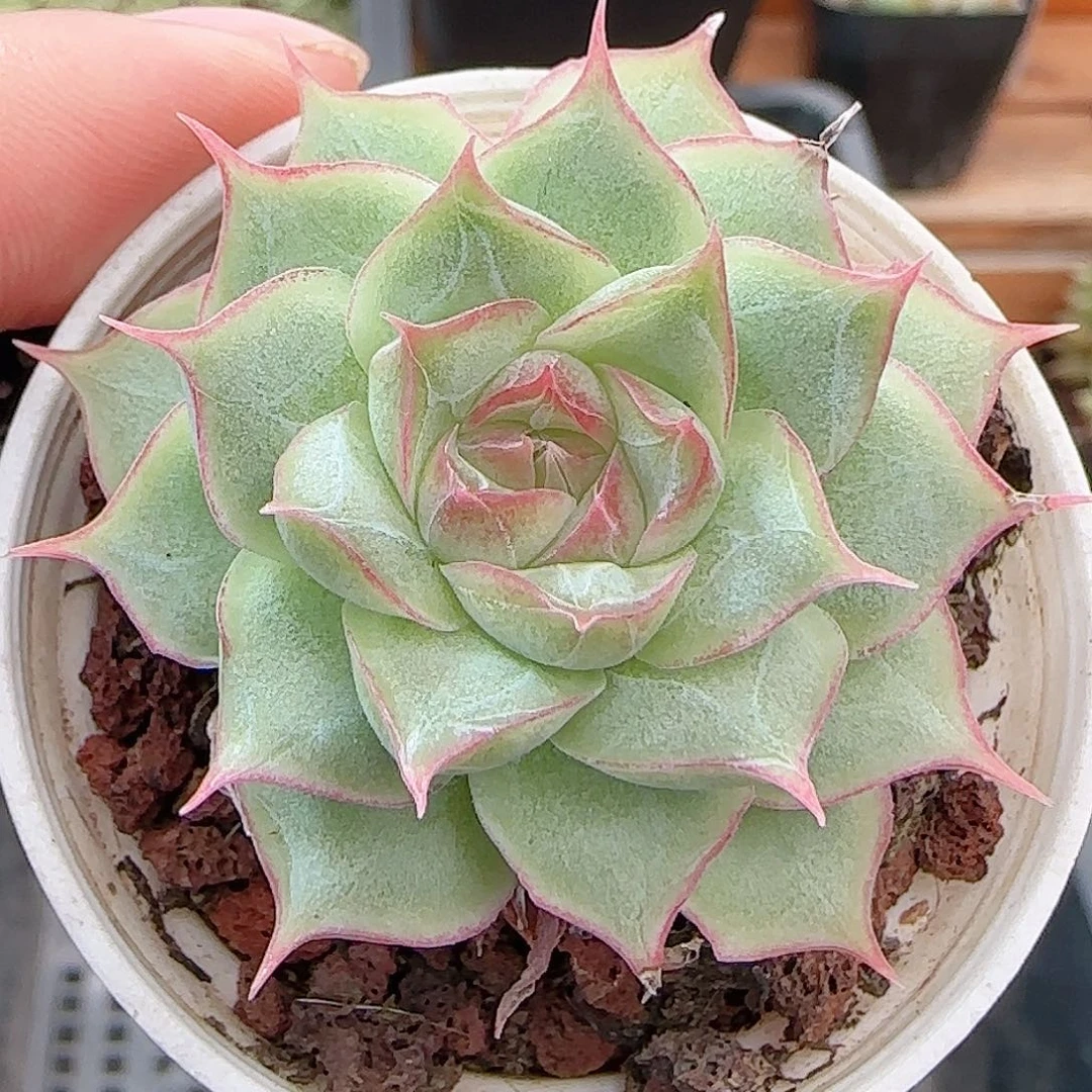 多肉0917-242女王玫瑰