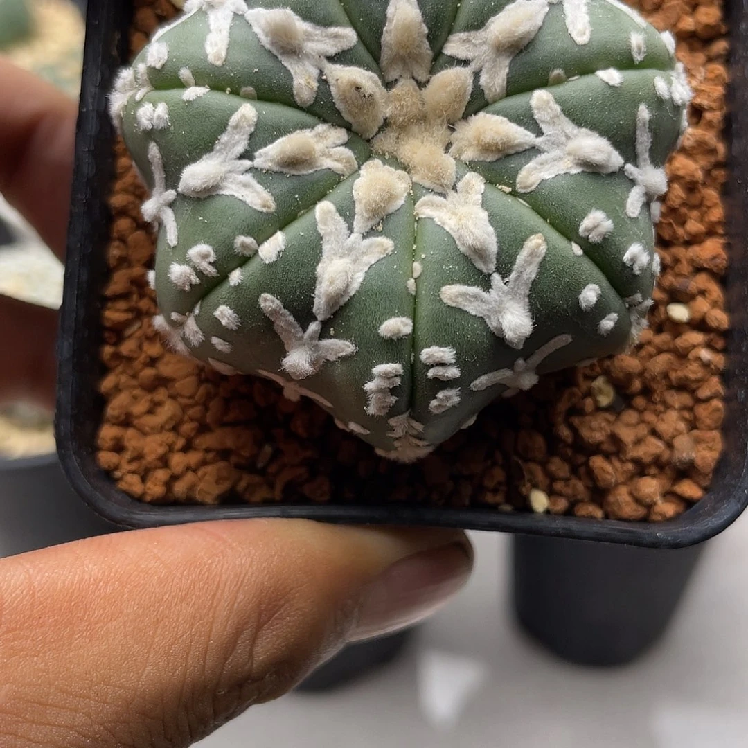 5.2c m 泰系一物一拍 105