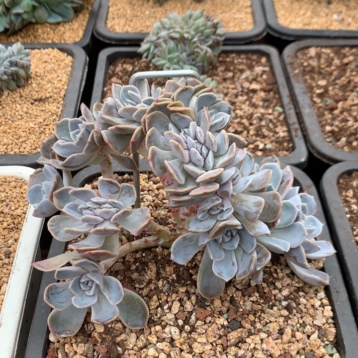 多肉植物汉堡树缀