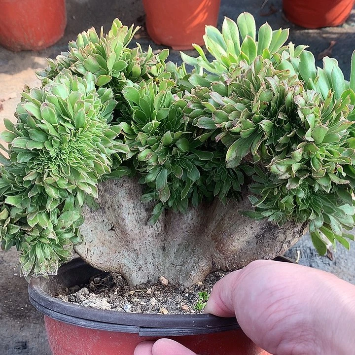 739绿法师缀化多肉植物