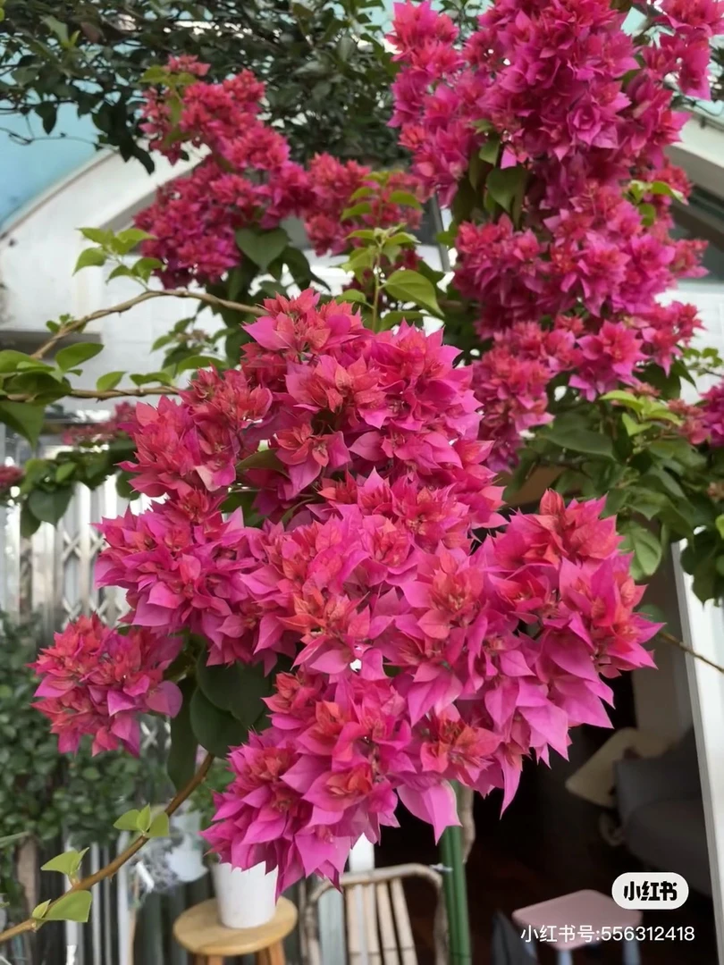 三角梅一物一拍（亏米出）掉花掉叶轻微折枝光杆介意勿拍三角梅花卉