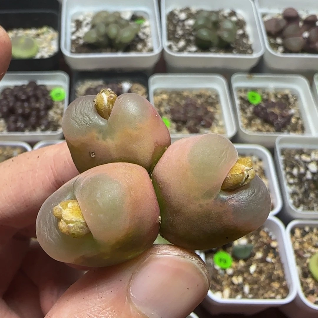 三头漂亮多肉植物226