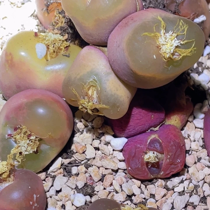 48888888898889886555888