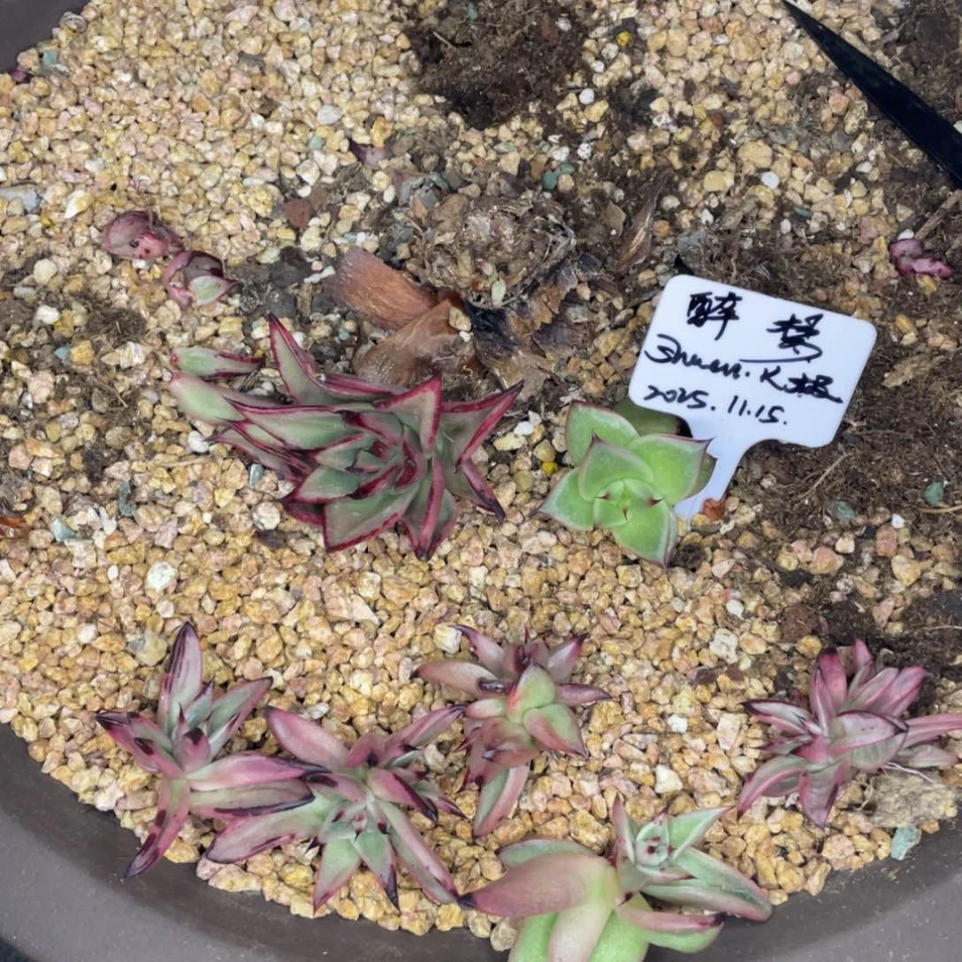 ༄***࿐多肉植物，山人园艺