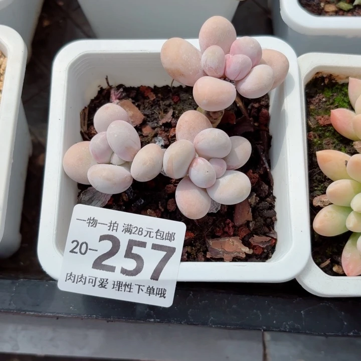 奶酪无盆土发货无盆土无